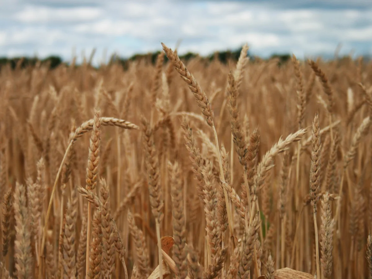 Ripe wheat ready for harvest in a field.