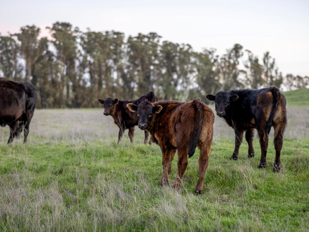Beef cattle grazing on a grassy pasture.