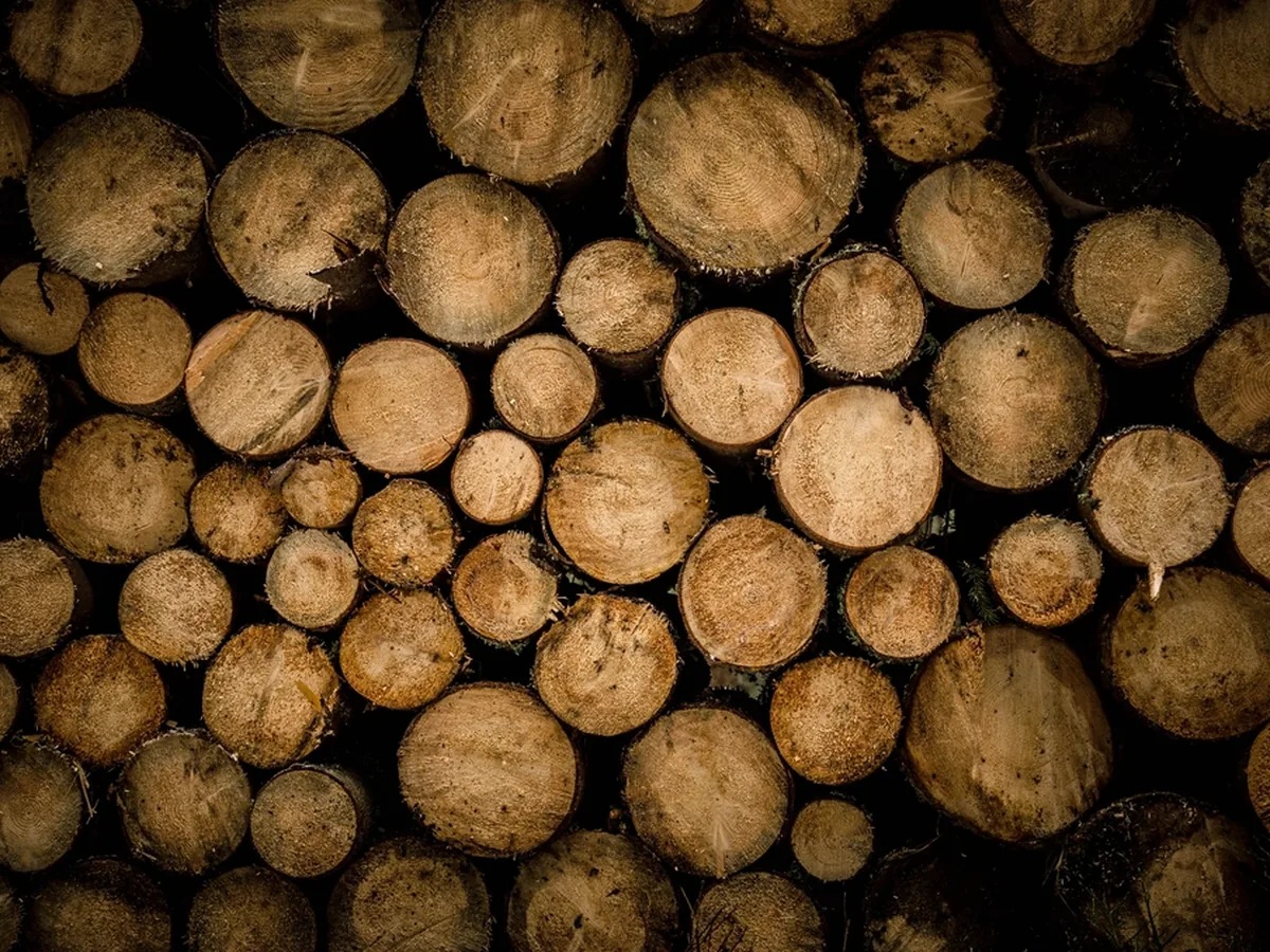 The cut ends of stacked timber logs.