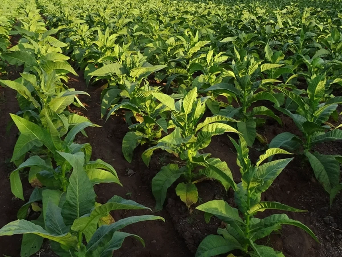 Rows of tobacco plants growing in a field.